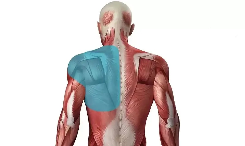 Đau cơ lưng là gì